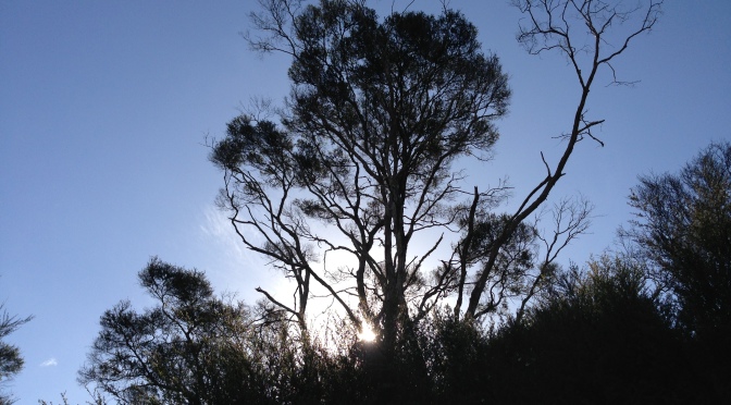 adapting. it’s not dark yet.