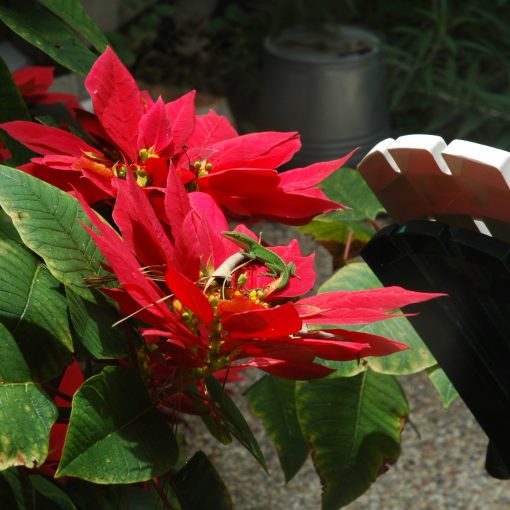 nimble_asset_DSC_0266