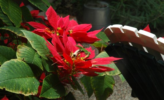 nimble_asset_DSC_0266