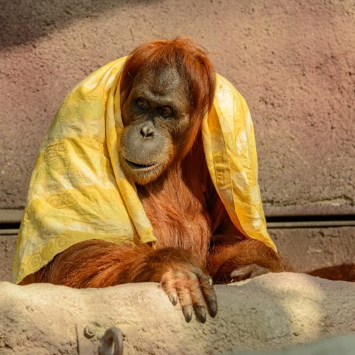 brown ape with yellow textile
