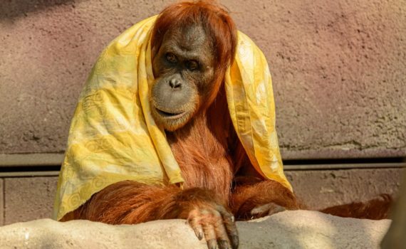 brown ape with yellow textile