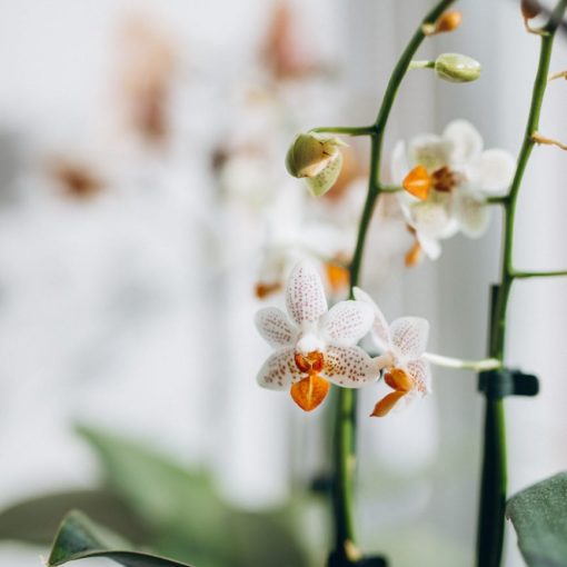 close up of white orchid flowers