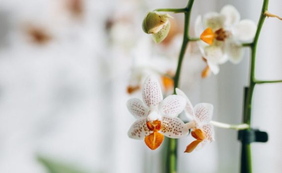 close up of white orchid flowers