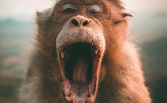 selective focus photo of brown monkey